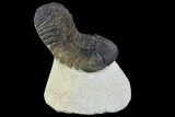 Bargain, Austerops Trilobite - Ofaten, Morocco #92176-1